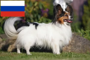 Lee más sobre el artículo Continental Dwarf Spaniel Criador y Cachorros en Rusia