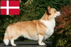 Lee más sobre el artículo Criadores de Welsh Corgi y cachorros en Dinamarca