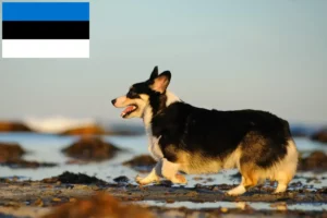 Lee más sobre el artículo Criadores de Welsh Corgi y cachorros en Estonia
