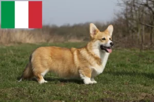 Lee más sobre el artículo Criadores y cachorros de Corgi Galés en Italia