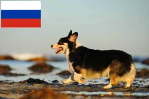 Lee más sobre el artículo Criadores de Welsh Corgi y cachorros en Rusia
