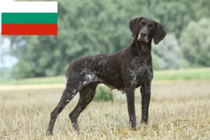 Lee más sobre el artículo Criadores y cachorros de alemán de pelo corto en Bulgaria