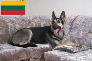 Lee más sobre el artículo Criador de perros de pastor de Europa del Este y cachorros en Lituania