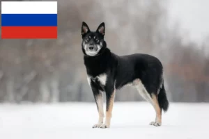 Lee más sobre el artículo Criador de perros de pastor de Europa del Este y cachorros en Rusia