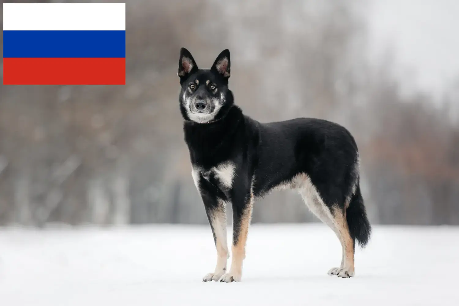Pastor de Europa del Este Cachorros y Criador Rusia Aquí puede encontrar criadores de perros pastor de Europa del Este en Rusia.