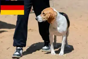 Lee más sobre el artículo Criador de Perros Suizos de las Tierras Bajas y Cachorros en Alemania