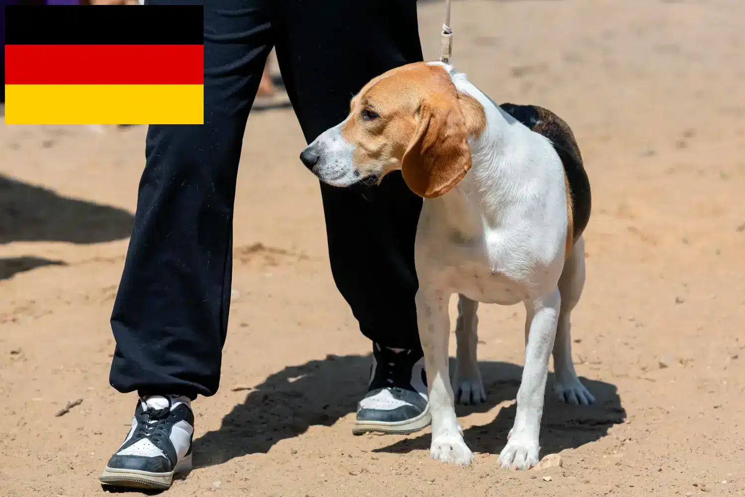 Perro Suizo de las Tierras Bajas Cachorros y Criador Alemania Aquí encontrará criadores de perros suizos de llanura en Alemania.