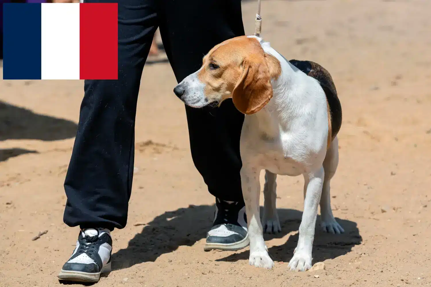 Lee más sobre el artículo Criador de Perros Suizos de las Tierras Bajas y Cachorros en Francia
