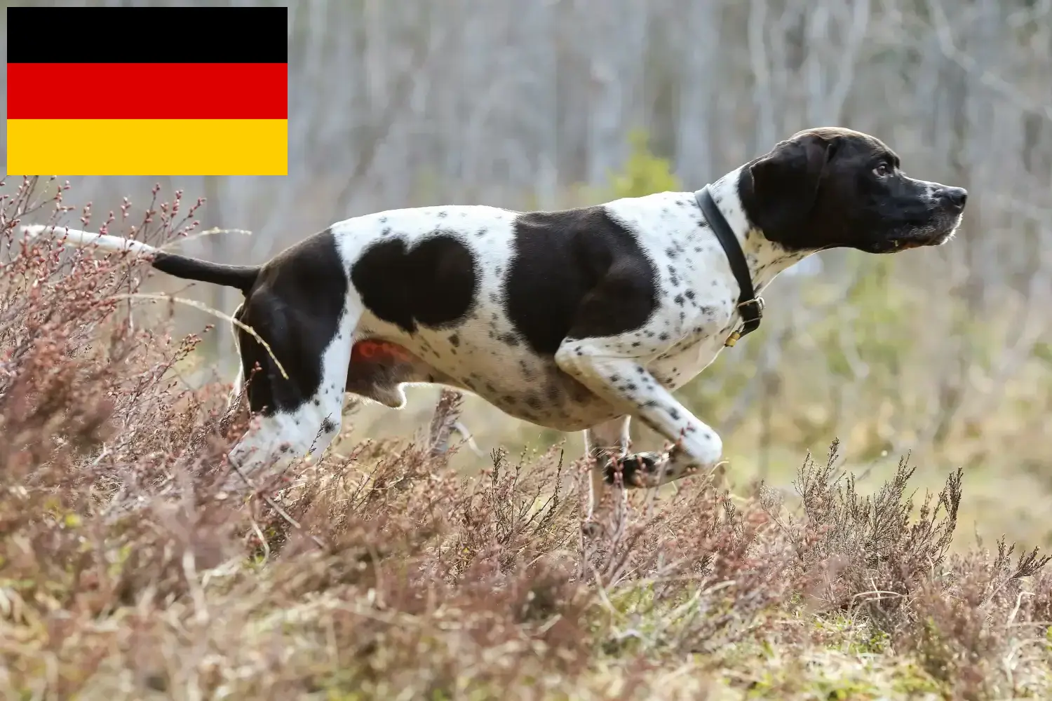 Pointer inglés cachorros y criadores Alemania Aquí encontrará criadores de perros de muestra ingleses en Alemania.