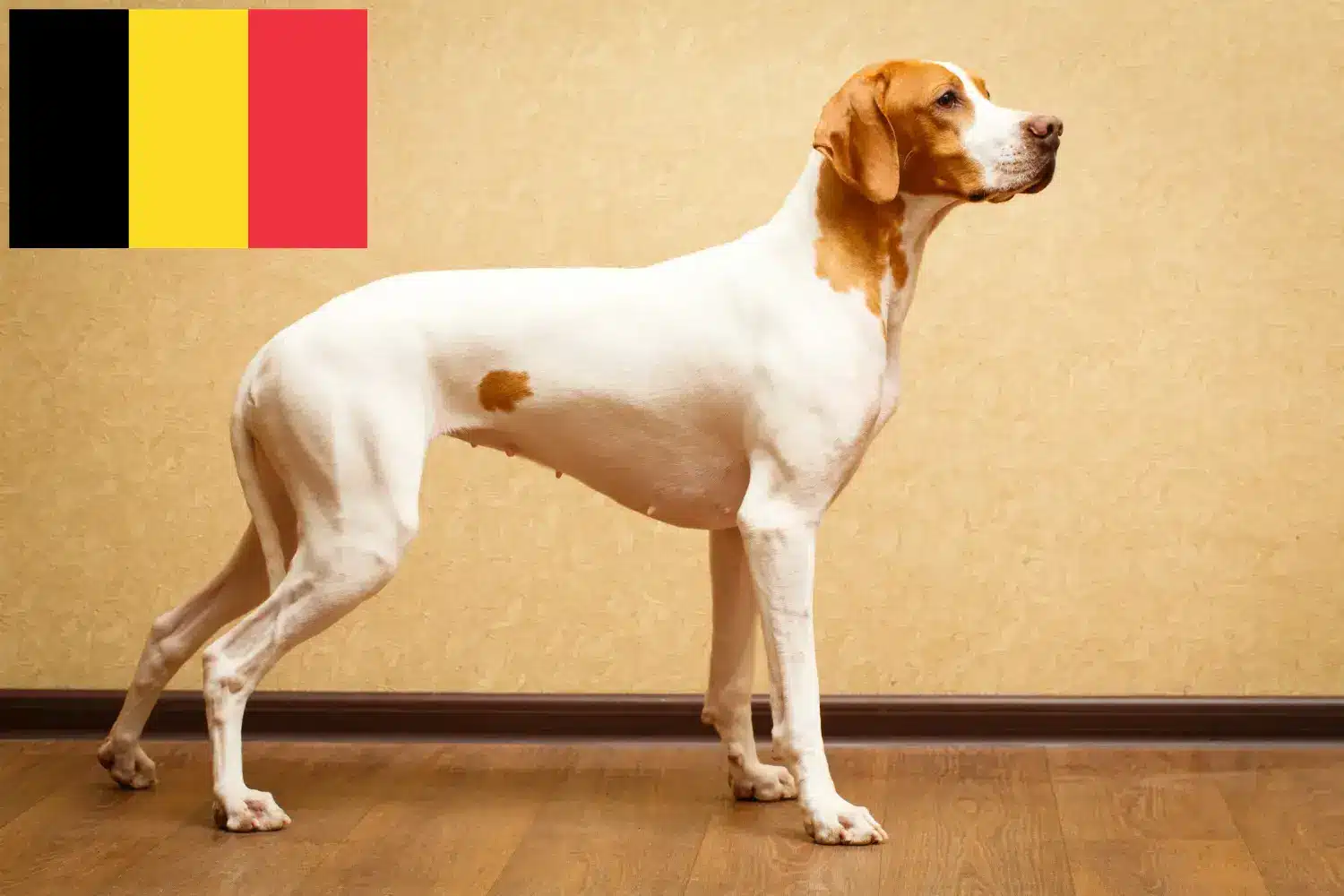 Pointer Inglés cachorros y criadores Bélgica Encuentra aquí criadores de perros de muestra ingleses en Bélgica.