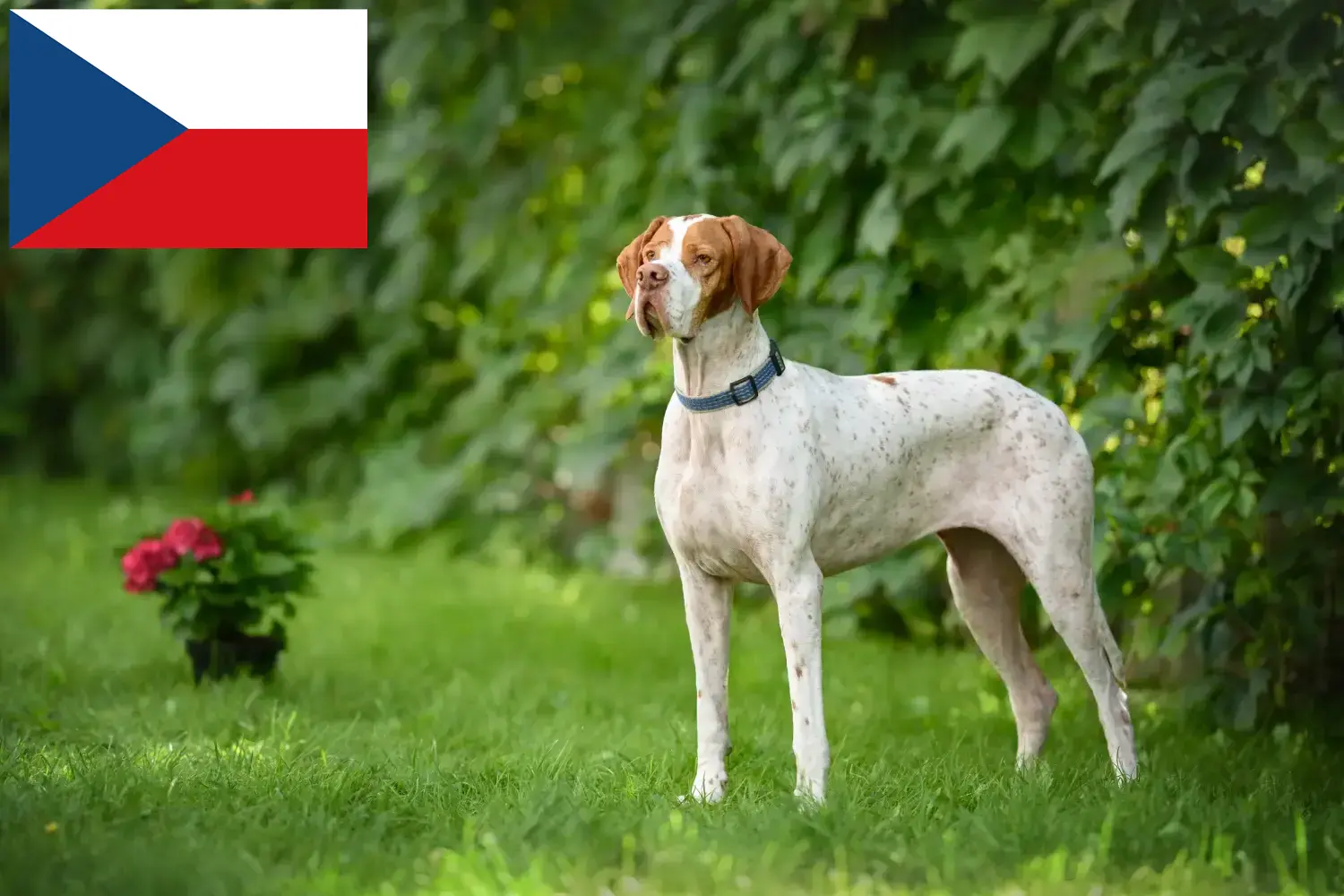 Pointer inglés cachorros y criadores República Checa Aquí puedes encontrar criadores de perros de muestra ingleses en la República Checa.