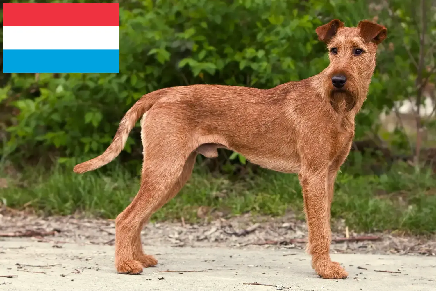 Irish Terrier cachorros y criadores Luxemburgo Encuentra aquí criadores de Irish Terrier en Luxemburgo.