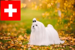 Lee más sobre el artículo Criadores y cachorros de maltés en Suiza