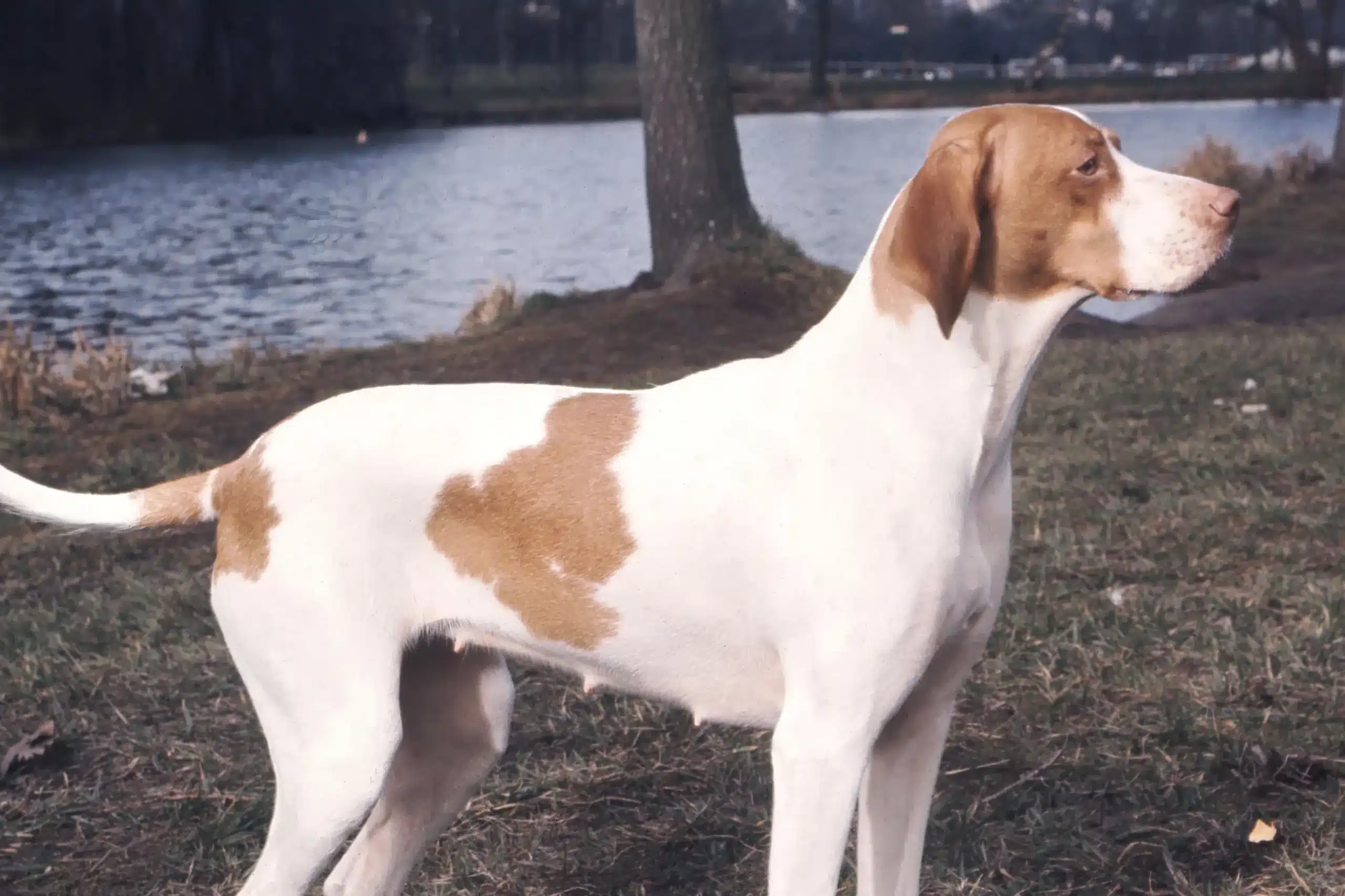 Lee más sobre el artículo Criador Braque Saint-Germain