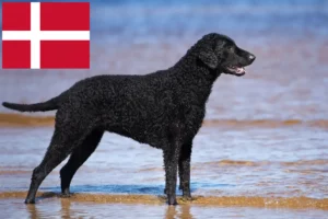 Lee más sobre el artículo Criadores de Curly Coated Retriever y cachorros en Dinamarca