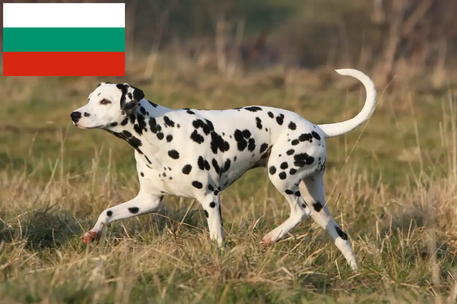 Lee más sobre el artículo Criadores de dálmatas y cachorros en Bulgaria
