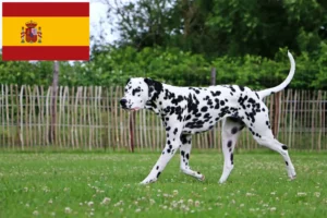 Lee más sobre el artículo Criadores de dálmatas y cachorros en España