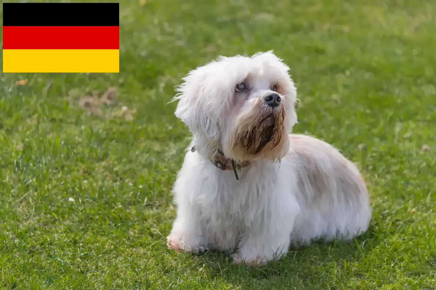 Dandie Dinmont Terrier cachorros y criadores Alemania Aquí puedes encontrar criadores de Dandie Dinmont Terrier en Alemania.