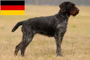 Lee más sobre el artículo Deutsch Drahthaar criadores y cachorros en Alemania