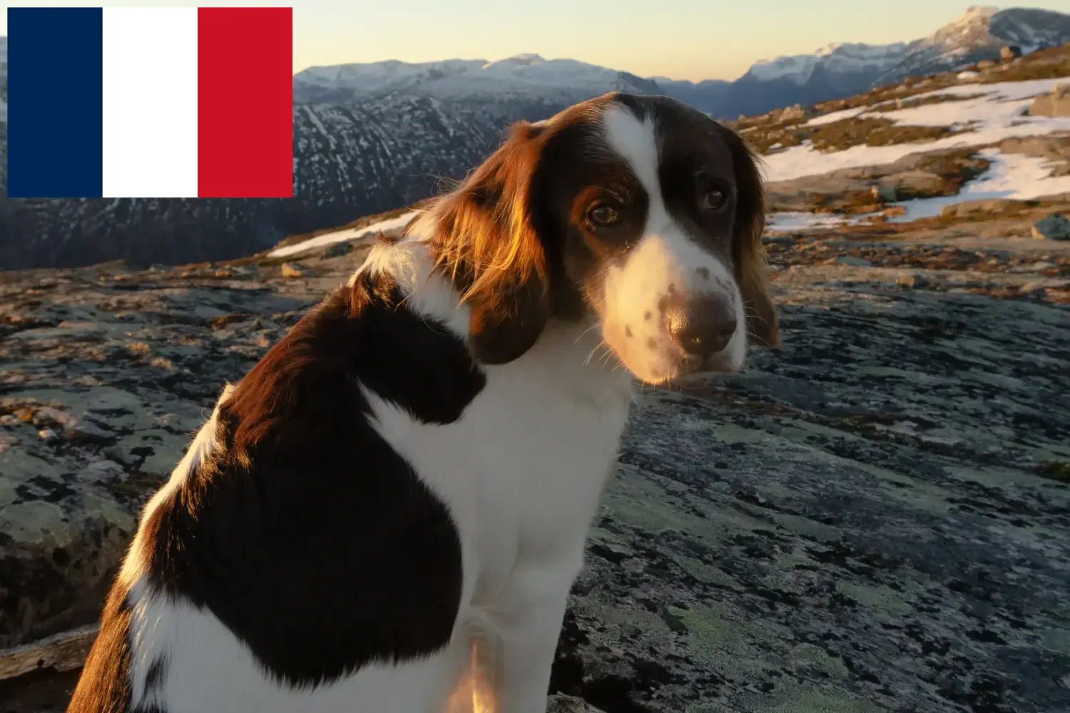 Drentse Patrijshond cachorros y criadores Francia Aquí puedes encontrar criadores de Drentse Patrijshonds en Francia.