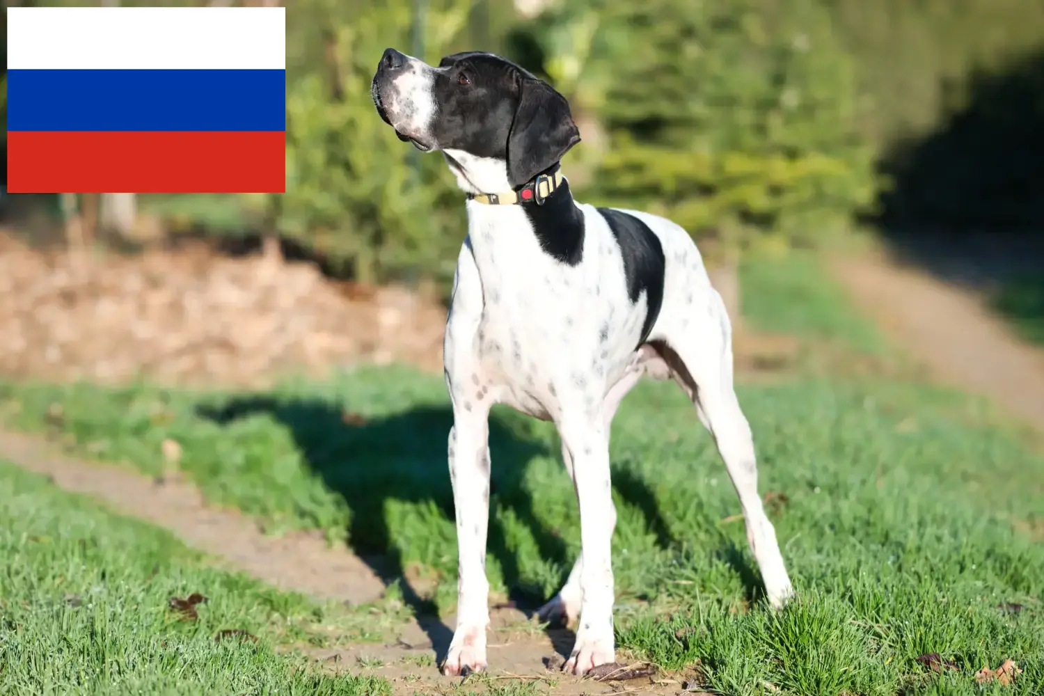 Pointer Inglés cachorros y criadores Rusia Aquí puedes encontrar criadores de perros de muestra ingleses en Rusia.