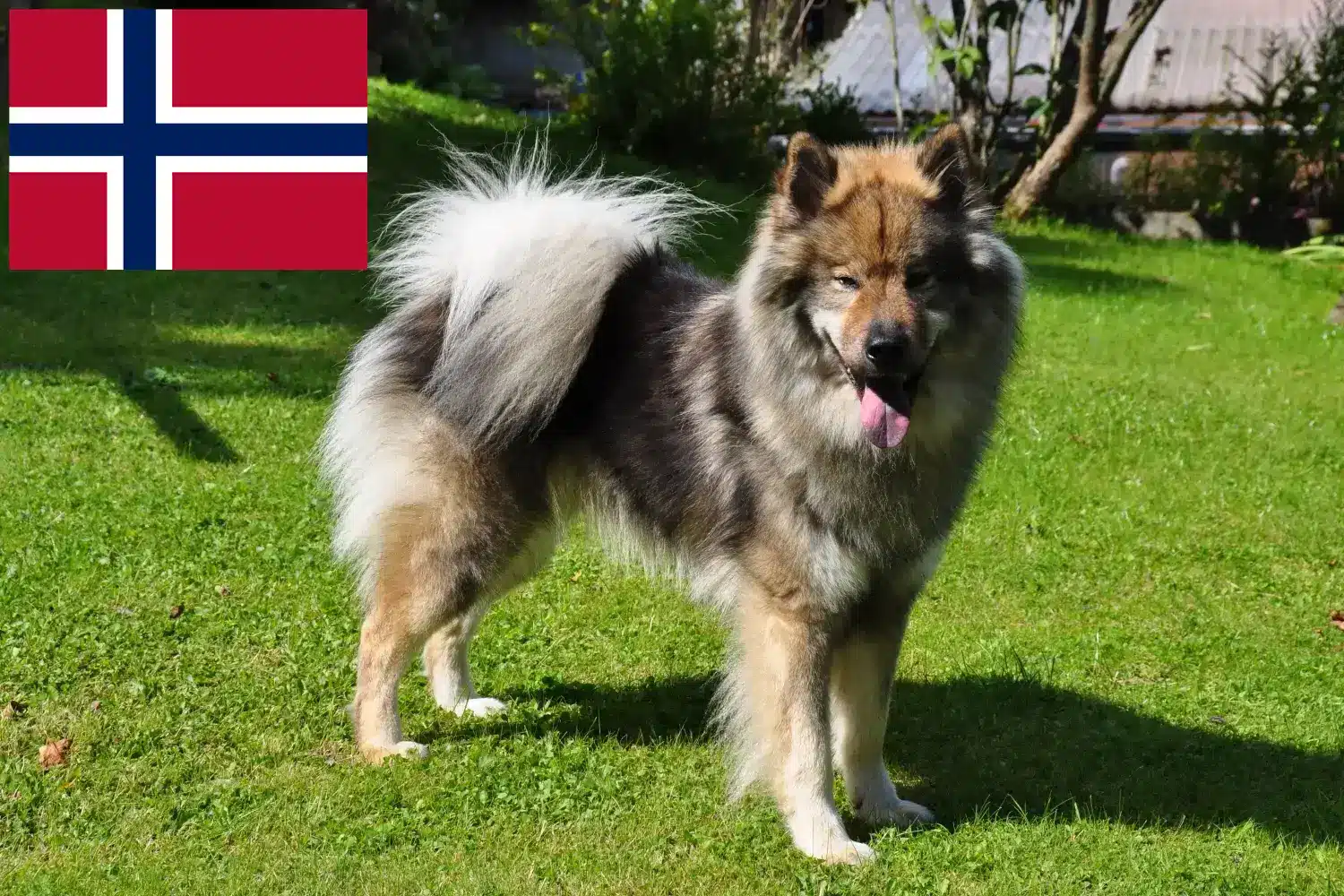 Eurasier cachorros y criadores Noruega Encuentra aquí criadores de Eurasier en Noruega.