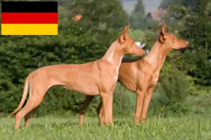 Lee más sobre el artículo Criadores de perros Faraón y cachorros en Alemania
