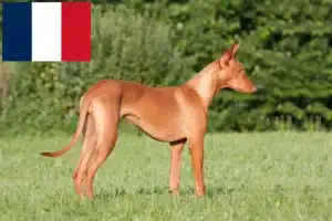 Lee más sobre el artículo Criadores de perros Faraón y cachorros en Francia