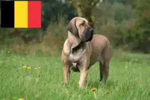 Lee más sobre el artículo Criadores y cachorros de Fila Brasileiro en Bélgica