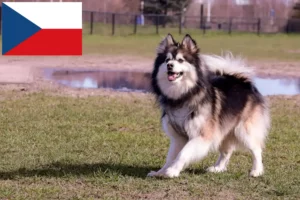 Lee más sobre el artículo Criadores de Lapphund finlandés y cachorros en la República Checa
