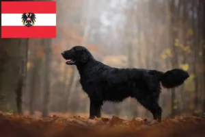 Lee más sobre el artículo Criadores de Flat Coated Retriever y cachorros en Austria