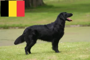 Lee más sobre el artículo Criadores de Flat Coated Retriever y cachorros en Bélgica