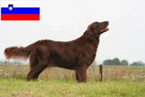 Lee más sobre el artículo Criadores de Flat Coated Retriever y cachorros en Eslovenia