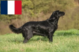 Lee más sobre el artículo Criadores de Flat Coated Retriever y cachorros en Francia