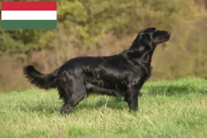 Lee más sobre el artículo Criadores de Flat Coated Retriever y cachorros en Hungría