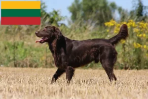 Lee más sobre el artículo Criadores de Flat Coated Retriever y cachorros en Lituania