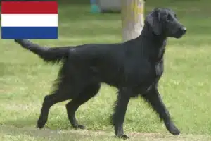 Lee más sobre el artículo Criadores de Flat Coated Retriever y cachorros en los Países Bajos