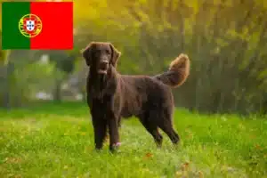 Lee más sobre el artículo Criadores de Flat Coated Retriever y cachorros en Portugal