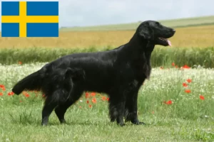 Lee más sobre el artículo Criadores y cachorros de Flat Coated Retriever en Suecia