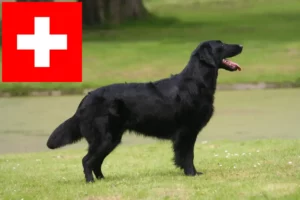 Lee más sobre el artículo Criadores de Flat Coated Retriever y cachorros en Suiza