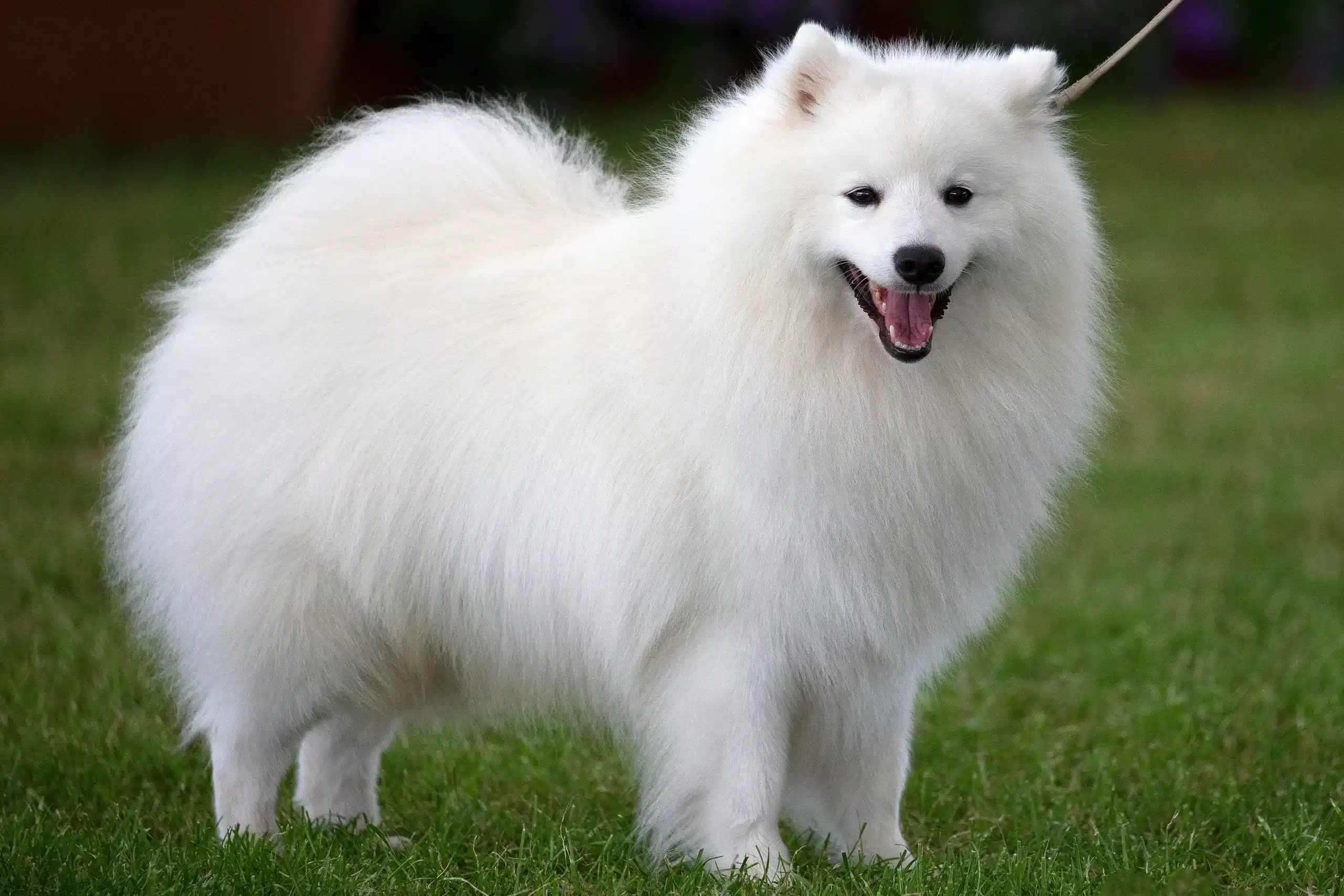 Lee más sobre el artículo Criador de Spitz