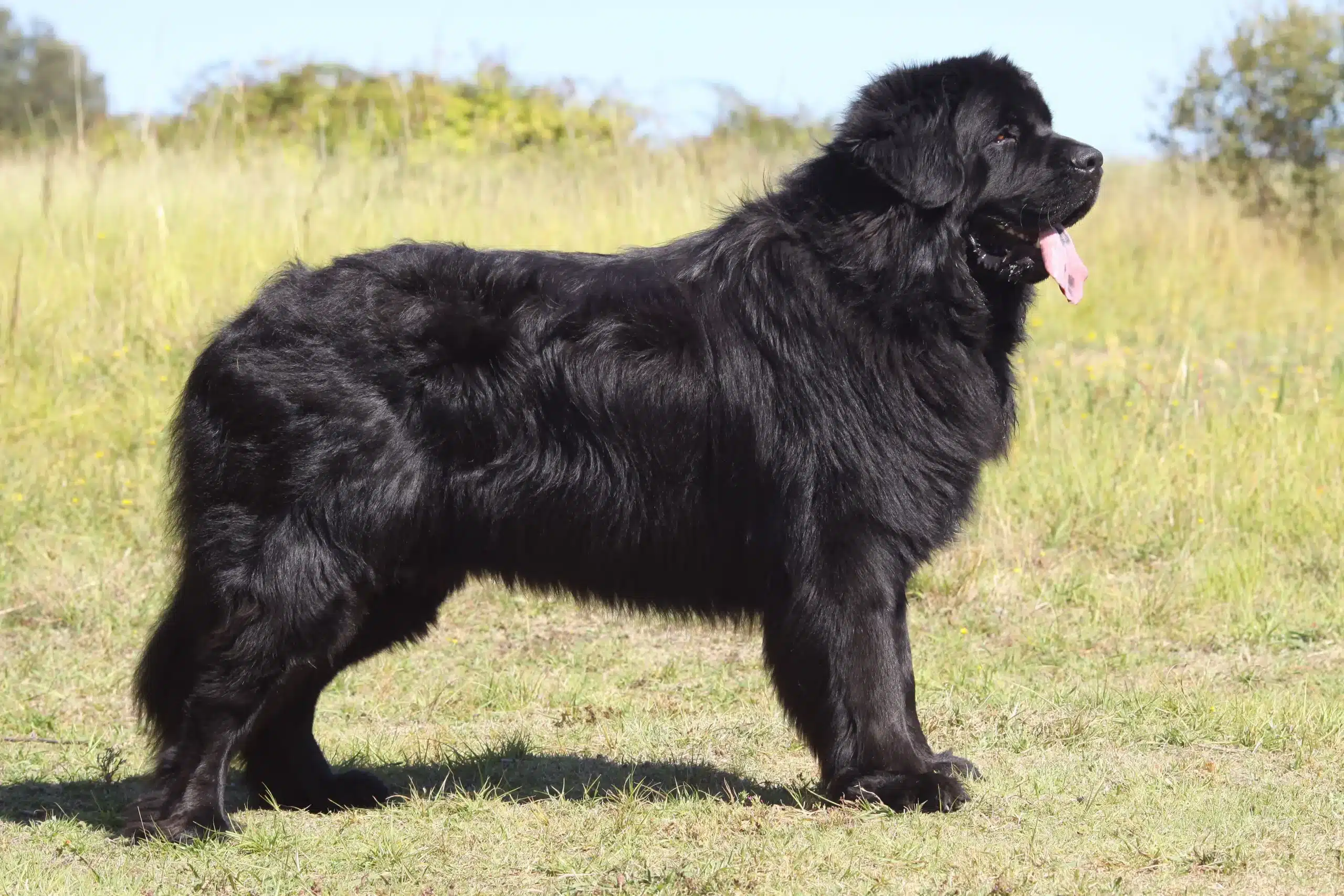 Lee más sobre el artículo Criador de Terranova