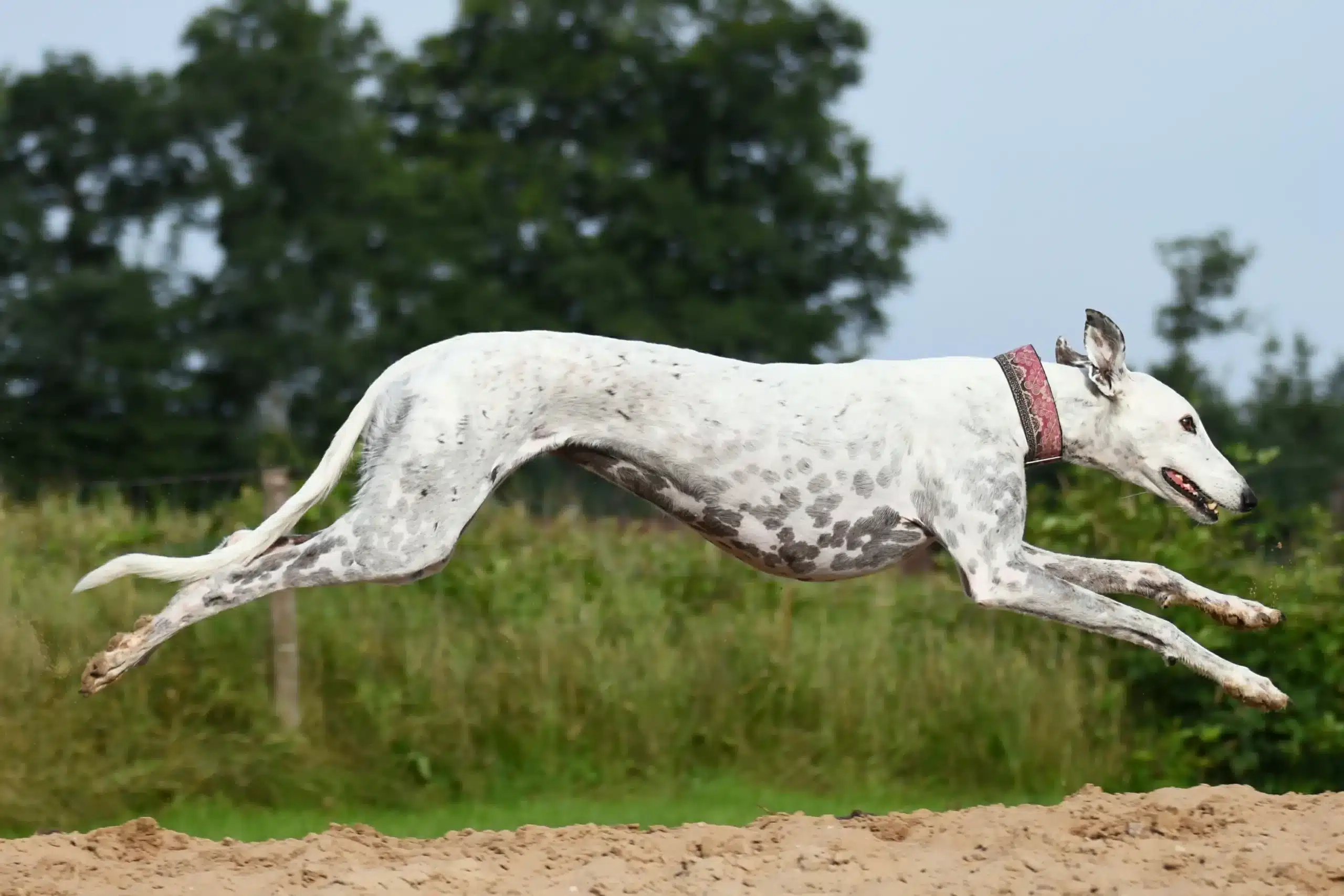 Lee más sobre el artículo Criador de galgos