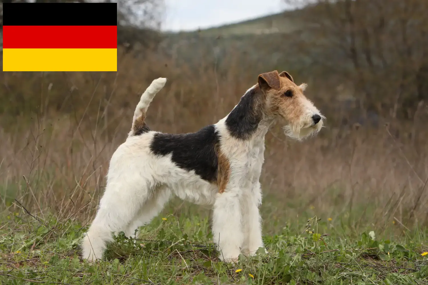 Lee más sobre el artículo Criadores y cachorros de Fox Terrier en Alemania