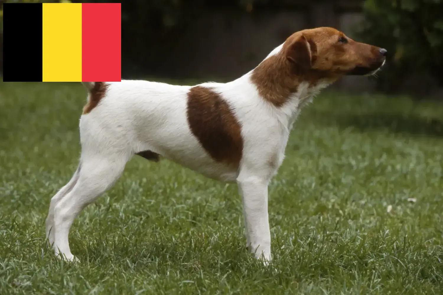 Lee más sobre el artículo Criadores y cachorros de Fox Terrier en Bélgica