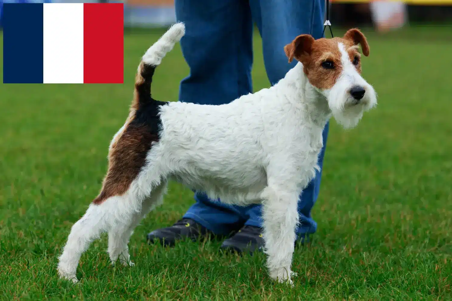 Lee más sobre el artículo Criadores y cachorros de Fox Terrier en Francia