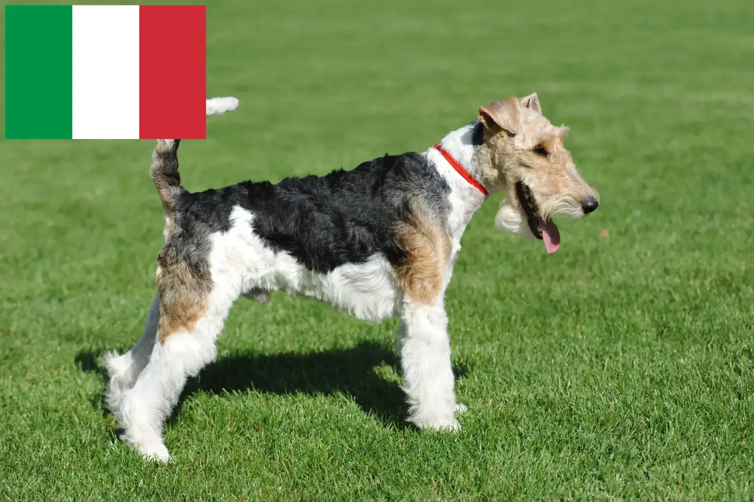 Lee más sobre el artículo Criadores y cachorros de Fox Terrier en Italia