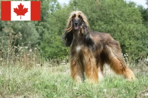 Lee más sobre el artículo Criadores de galgos afganos y cachorros en Canadá