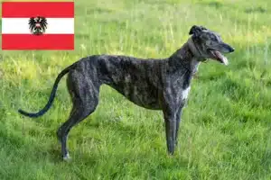 Lee más sobre el artículo Criadores de galgos y cachorros en Austria