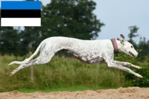 Lee más sobre el artículo Criadores de galgos y cachorros en Estonia